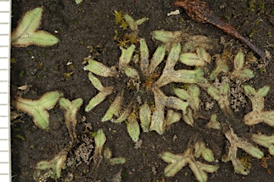 APII jpeg image of Riccia sorocarpa  © contact APII