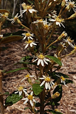 APII jpeg image of Olearia rugosa subsp. distalilobata  © contact APII