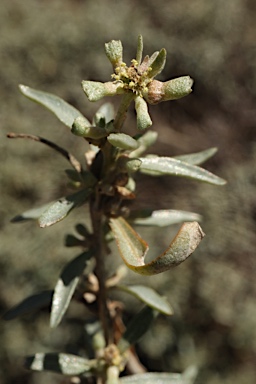 APII jpeg image of Atriplex leptocarpa  © contact APII