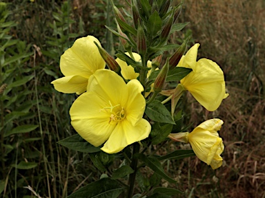 APII jpeg image of Oenothera glazioviana  © contact APII