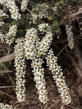 APII jpeg image of Leptospermum grandifolium  © contact APII