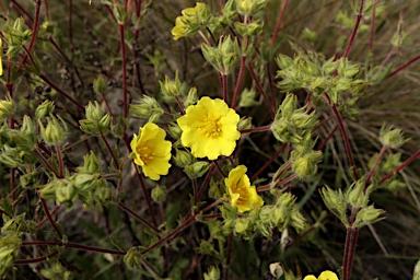 APII jpeg image of Potentilla recta  © contact APII