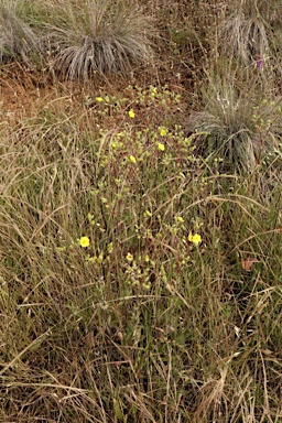 APII jpeg image of Potentilla recta  © contact APII