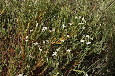 APII jpeg image of Pimelea glauca  © contact APII