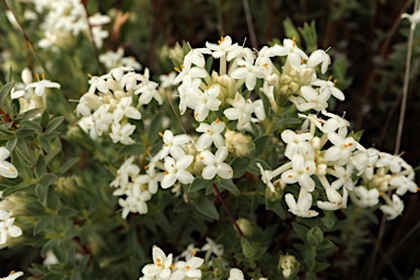 APII jpeg image of Pimelea glauca  © contact APII