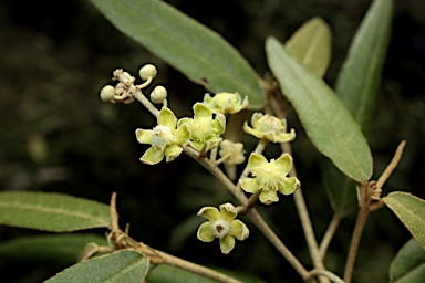 APII jpeg image of Croton phebalioides  © contact APII