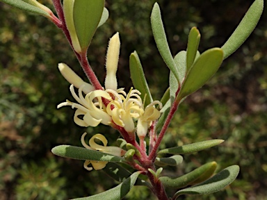 APII jpeg image of Persoonia subvelutina  © contact APII