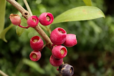 APII jpeg image of Medinilla balls-headleyi  © contact APII