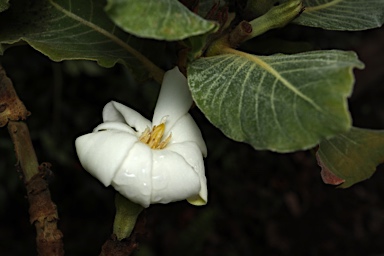 APII jpeg image of Gardenia kakaduensis  © contact APII