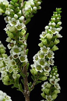 APII jpeg image of Micromyrtus grandis  © contact APII