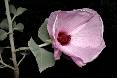 APII jpeg image of Hibiscus brennanii  © contact APII