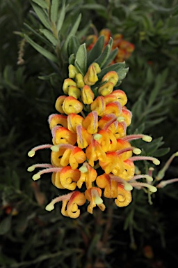 APII jpeg image of Grevillea 'Gold Touch'  © contact APII