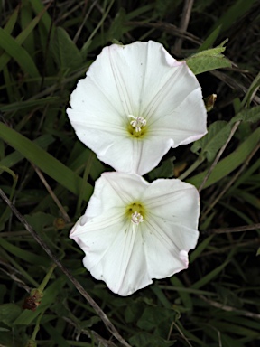 APII jpeg image of Convolvulus arvensis  © contact APII