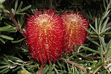 APII jpeg image of Banksia occidentalis  © contact APII