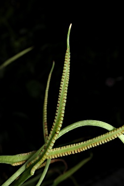 APII jpeg image of Ophioglossum reticulatum  © contact APII