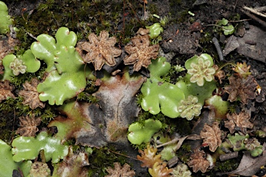 APII jpeg image of Marchantia berteroana  © contact APII