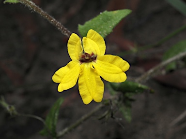 APII jpeg image of Goodenia heterophylla subsp. eglandulosa  © contact APII