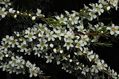 APII jpeg image of Leptospermum juniperinum  © contact APII