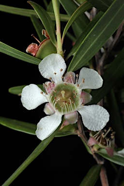 APII jpeg image of Leptospermum petersonii  © contact APII