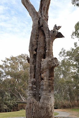 APII jpeg image of Eucalyptus camaldulensis  © contact APII