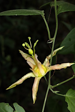 APII jpeg image of Passiflora herbertiana  © contact APII