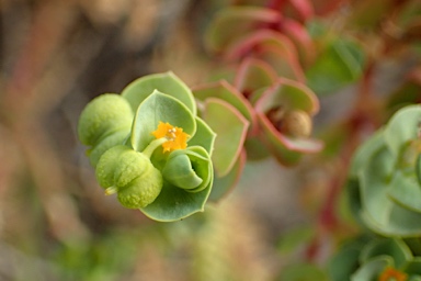 APII jpeg image of Euphorbia paralias  © contact APII