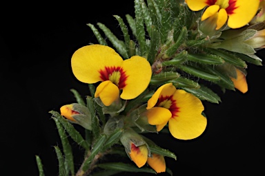 APII jpeg image of Dillwynia floribunda  © contact APII