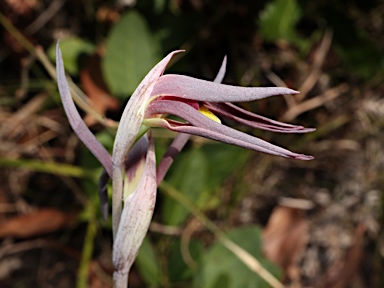 APII jpeg image of Lyperanthus suaveolens  © contact APII