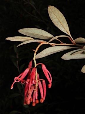 APII jpeg image of Grevillea victoriae subsp. brindabella  © contact APII