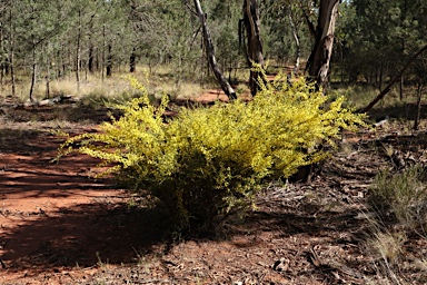 APII jpeg image of Acacia acinacea  © contact APII