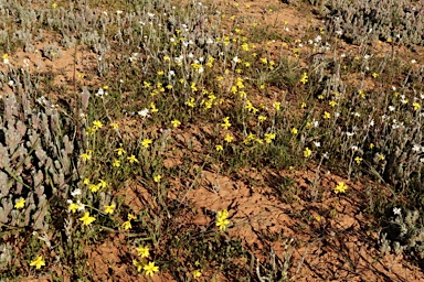 APII jpeg image of Goodenia pinnatifida  © contact APII