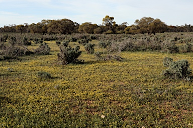 APII jpeg image of Hyalosperma glutinosum  © contact APII