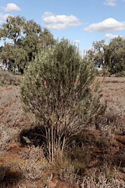 APII jpeg image of Eremophila oppositifolia subsp. oppositifolia  © contact APII