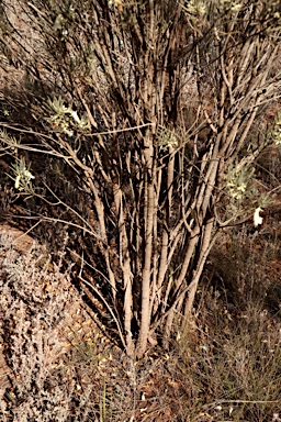 APII jpeg image of Eremophila oppositifolia subsp. oppositifolia  © contact APII