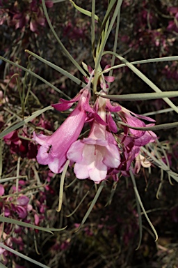 APII jpeg image of Eremophila oppositifolia  © contact APII