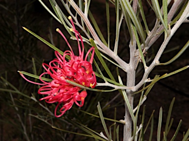 APII jpeg image of Grevillea 'Kemble hybrid'  © contact APII