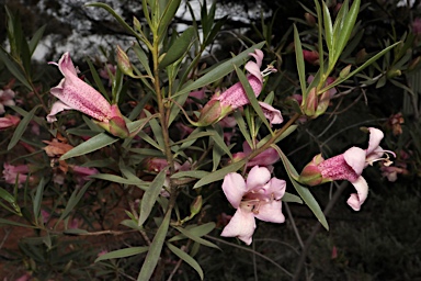 APII jpeg image of Eremophila bignoniiflora x purpurescens  © contact APII