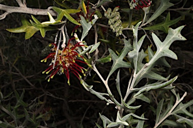 APII jpeg image of Grevillea ilicifolia subsp. ilicifolia  © contact APII