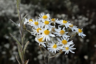 APII jpeg image of Rhodanthe corymbiflora  © contact APII