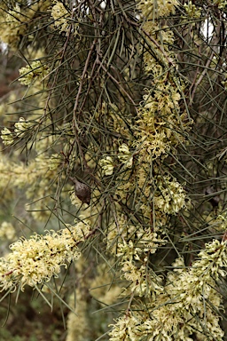 APII jpeg image of Hakea tephrosperma  © contact APII