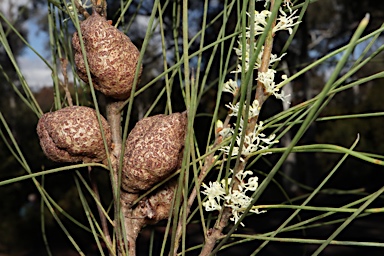 APII jpeg image of Hakea dohertyi  © contact APII