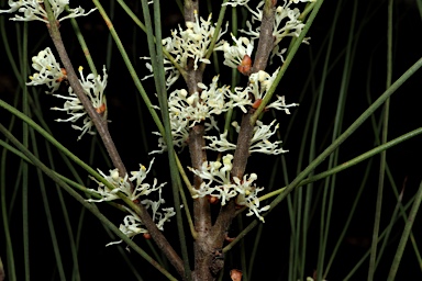 APII jpeg image of Hakea dohertyi  © contact APII