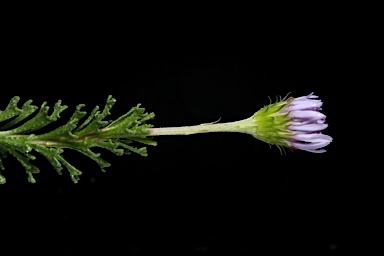 APII jpeg image of Olearia sp. Rhizomatica  © contact APII