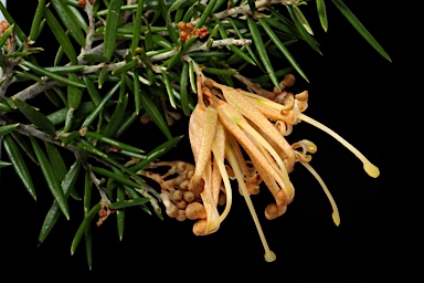 APII jpeg image of Grevillea juniperina subsp. sulphurea  © contact APII