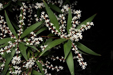 APII jpeg image of Leucopogon affinis  © contact APII