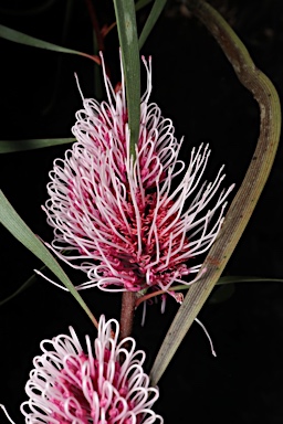 APII jpeg image of Hakea multilineata  © contact APII