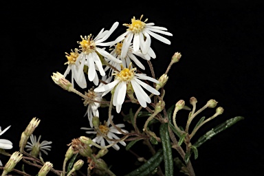 APII jpeg image of Olearia stenophylla  © contact APII