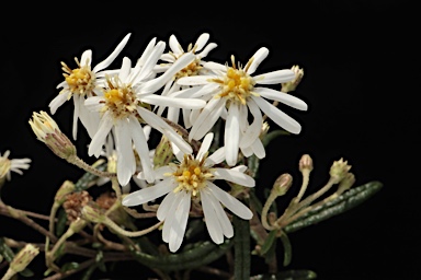 APII jpeg image of Olearia stenophylla  © contact APII