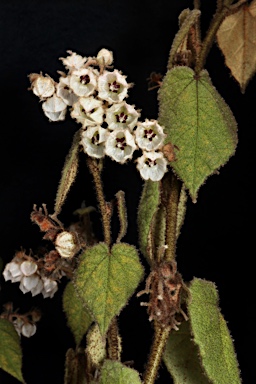 APII jpeg image of Lasiopetalum sp. Cordate-leaved (H.P.Vonow 810)  © contact APII