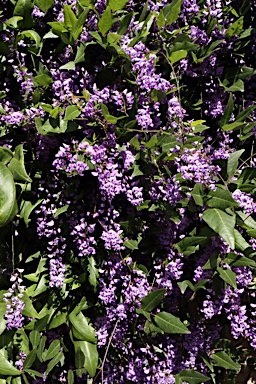 APII jpeg image of Hardenbergia comptoniana  © contact APII